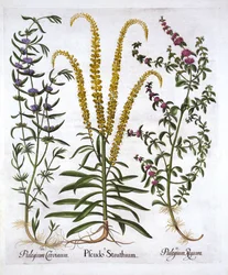 Mignonette, Poleo y Menta de Pantano, de Hortus Eystettensis, por Basil Besler, pub. 1613