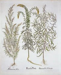 Reseda, artemisa y estragón, de Hortus Eystettensis, por Basil Besler, pub. 1613