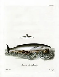 Ballena minke