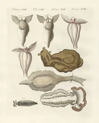 Moluscos