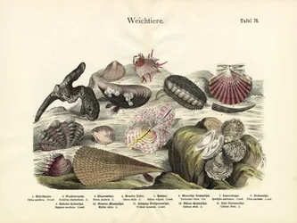 Moluscos, c.1860