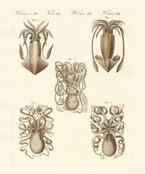 Moluscos o gusanos blandos