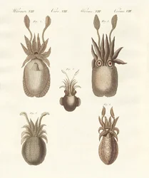 Moluscos o gusanos blandos