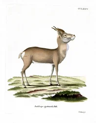 Gacela Mongola