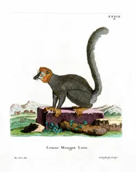 Lémur Mangosta