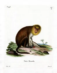 Saki monje