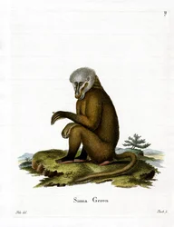 Mono