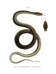 Serpiente de Montpellier