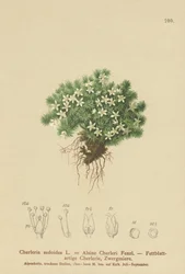 Cyphel musgoso