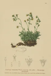 Saxífraga musgosa