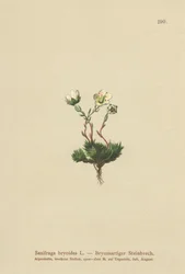 Saxífraga musgosa (Saxifraga bryoides)