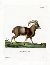Muflón