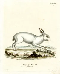 Liebre de Montaña