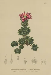 Siempreviva de montaña (Sempervivum montanum)