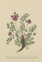 Astrágalo de montaña (Oxytropis Jacquini, Oxytropis montana)