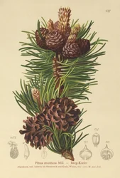 Pino de montaña (Pinus montana, Pinus mugo)