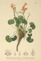 Acedera de montaña (Oxyria digyna)