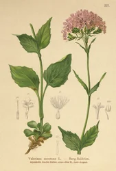 Valeriana de montaña (Valeriana montana)
