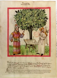 Ms.Lat.9333 fol.11 Cosecha de Nuez Moscada, del Tacuinum Sanitatis