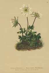 Anémona del Monte Baldo (Anemone Baldensis)