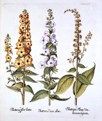 Gordolobo, género Verbascum, de Hortus Eystettensis, por Basil Besler, pub. 1613