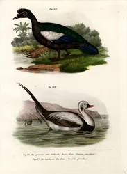 Pato criollo, 1864