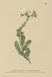 Milenrama almizclada (Achillea moschata, Achillea erba-rotta ssp. moschata)