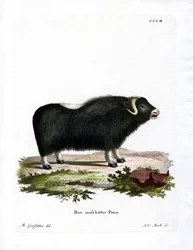 Buey Almizclero