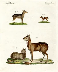 Animales almizcleros