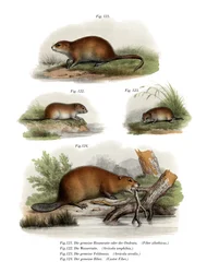 Rata almizclera