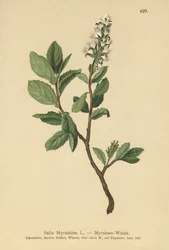 Sauce de mirto (Salix Myrsinites)