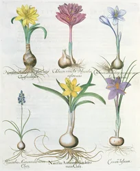Narcisos, crocus y jacinto: 1.Narcissus autumnalis; 2.Hyacinthus autumnalis; 3.Crocum biflorum; 4.Colchium album; 5.Colchium versicolor; 6.Narcissus autumnalis, del Hortus Eystettensis por Basil Besler