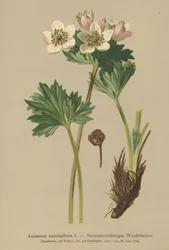 Anémona de flor de narciso (Anemone narcissiflora)