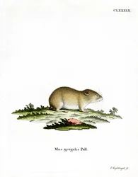 Topillo de Cabeza Estrecha