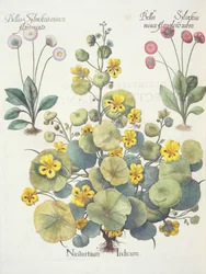 Capuchinas y margaritas: 1.Nasturtium Indicum; 2.Bellis Sylvestris minor flore plens rubro; 3.Bellis Sylvestris minor flore mixta, del Hortus Eystettensis por Basil Besler (1561-1629), pub. 1613