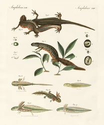 Historia natural de la salamandra marina