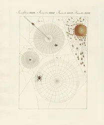 Historia natural de la araña
