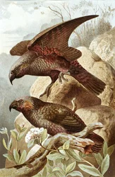 Loro Néstor, lámina de "Brehms Tierleben: Allgemeine Kunde des Tierreichs", vol.5, p.382, publicado por Bibliographisches Institut