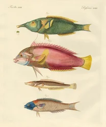 Peces recién descubiertos