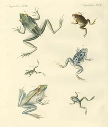 Ranas y sapos recién descubiertos