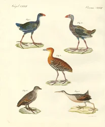 Aves nuevas