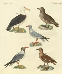 Nuevas aves