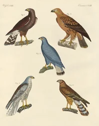Nuevas aves de presa conocidas