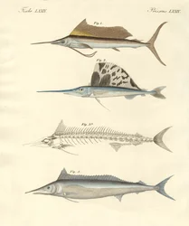 Peces nuevos parecidos a la caballa