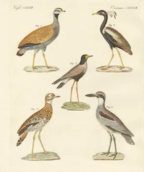 Aves ratites nuevas