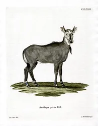 Nilgó