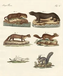 Pieles nobles
