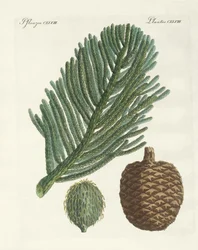 Pino de la Isla Norfolk