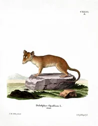 Zarigüeya Norteamericana