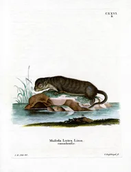 Nutria norteamericana